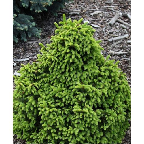 Ялина Баррі продам саджанець, висота 40 см, продам саджанець ялини Barryi