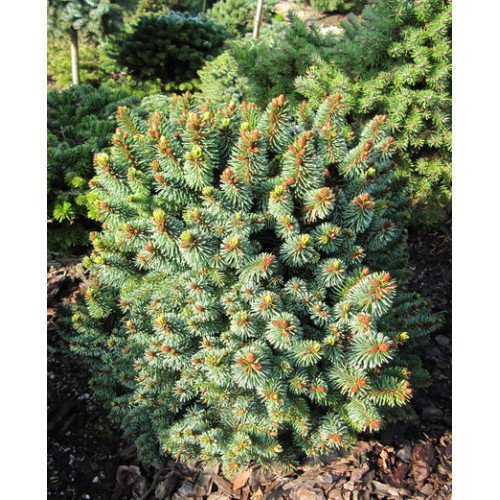 Продам саджанець ялини Suncrest, висота 30-35 см, продам ялину Санкрест