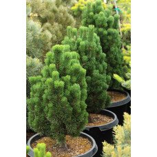 Сосна Анджей продам саджанець, висота 25-30 см, продам саджанець сосни Andrzej