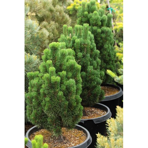 Сосна Анджей продам саджанець, висота 25-30 см, продам саджанець сосни Andrzej