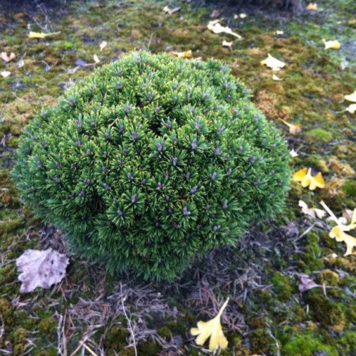 Продам сосну Літтл Делайт на штамбі, висота штамбу 35 см, продам сосну Little Delight штамб