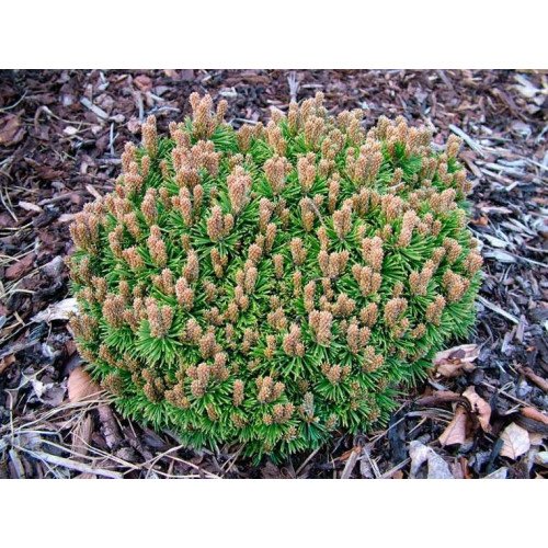 Сосна гірська Suzy, Pinus mugo Suzy