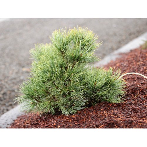 Сосна Маршал Галч продам саджанець, горщик С2, продам сосну Marshall Gulch