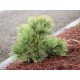 Сосна Маршал Галч продам саджанець, горщик С2, продам сосну Marshall Gulch
