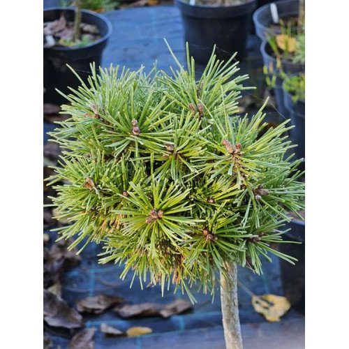 Сосна Коцурек продам саджанець, штамб 50 см, продам сосну Kocuorek