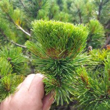 Сосна Bear Paw продам саджанець, висота штамба 35-60 см, продам сосну Bear Paw