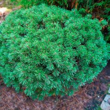 Сосна гачкувата Pavlinka, Pinus uncinata Pavlinka