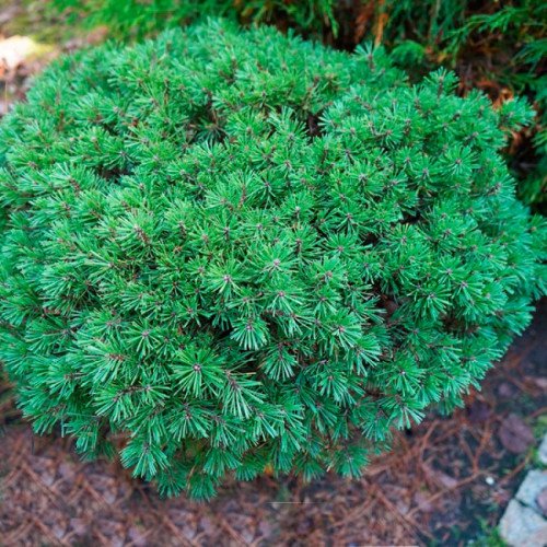 Сосна гачкувата Pavlinka, Pinus uncinata Pavlinka