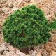 Сосна гірська Kuck's Mini Mops, Pinus mugo Kuck's Mini Mops