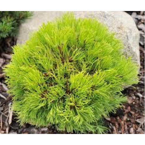 Сосна Риси продам саджанець, штамб 60 см, продам сосну Rysy