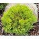 Сосна Риси продам саджанець, штамб 60 см, продам сосну Rysy