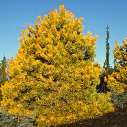 Сосна Вінтер Голд продам саджанець, висота 20-25 см, Pinus sylvestris Winter Gold