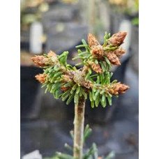 Ялиця корейська Will, Abies koreana Will