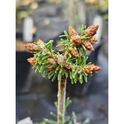 Ялиця корейська Will, Abies koreana Will