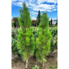 Продам саджанець сосни Erecta, висота 40-45 см, куплю сосну Еректа