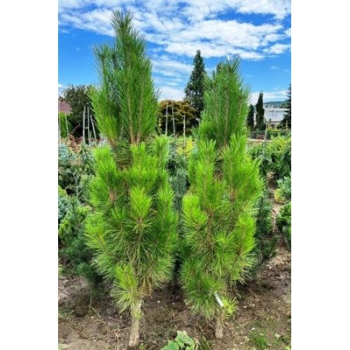 Продам саджанець сосни Erecta, висота 40-45 см, куплю сосну Еректа