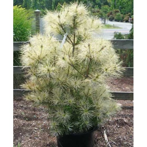 Продам сосну Golden Ghost, висота 30 см, продаж саджанця сосни Голден Гост