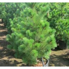 Продам саджанець сосни Henry Bud, висота 30 см, продам сосну Хенрі Бад