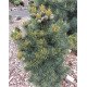 Куплю саджанець сосни корейської Baishan, висота 20 см, продам сосну кедрову Байшан