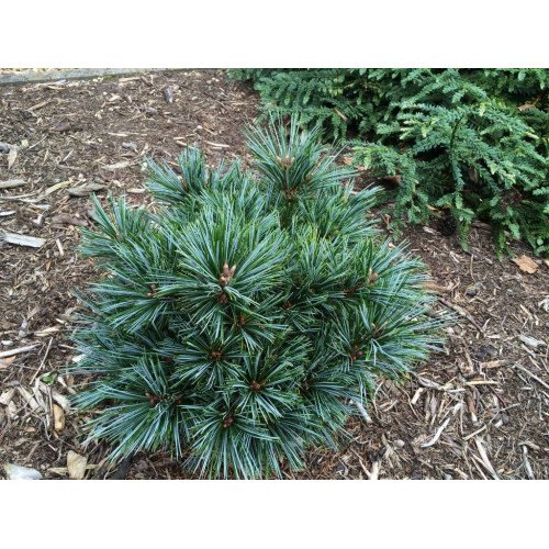 Продам саджанець сосни корейської Blue Ball, висота саджанця 25-30 см,  куплю сосну Блю Бол