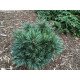 Продам саджанець сосни корейської Blue Ball, висота саджанця 25-30 см,  куплю сосну Блю Бол