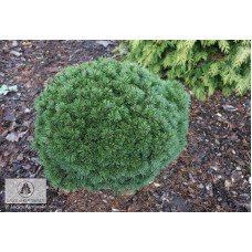 Сосна Fischleinboden продам саджанець, штамб 30 см, продам сосну Фішляйнбоден