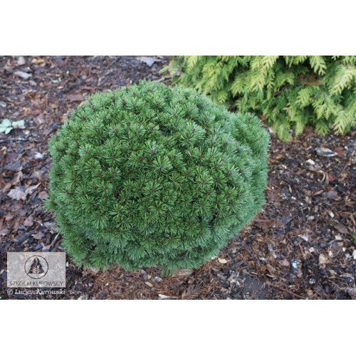 Сосна Fischleinboden продам саджанець, штамб 30 см, продам сосну Фішляйнбоден