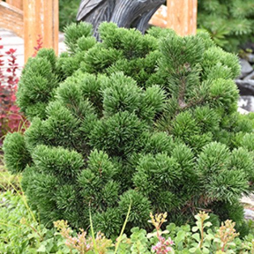 Продам саджанець сосни Якобсен, висота 35-40 см, продам саджанець сосни Jakobsen