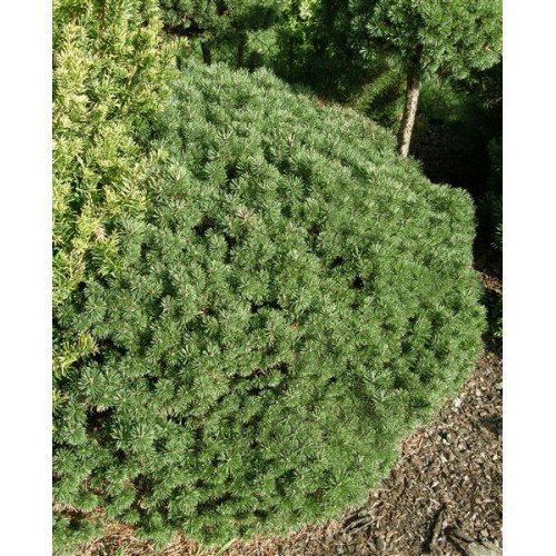 Продам саджанець сосни Mops Sport, штамб висота 40-45 см, продам саджанець сосни Мопс Спорт