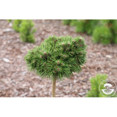 Продам сосну чорну Бобо, висота 20 см, продам сосну чорну Bobo