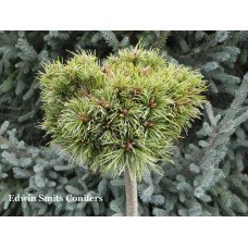 Сосна Fenja продам саджанець, штамб 25 см, Pinus parviflora Fenja