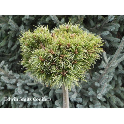 Сосна Fenja продам саджанець, штамб 25 см, Pinus parviflora Fenja