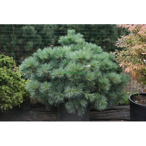 Сосна Макопін продам саджанець, висота 30 см, продам сосну Macopin