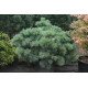 Сосна Макопін продам саджанець, висота 30 см, продам сосну Macopin