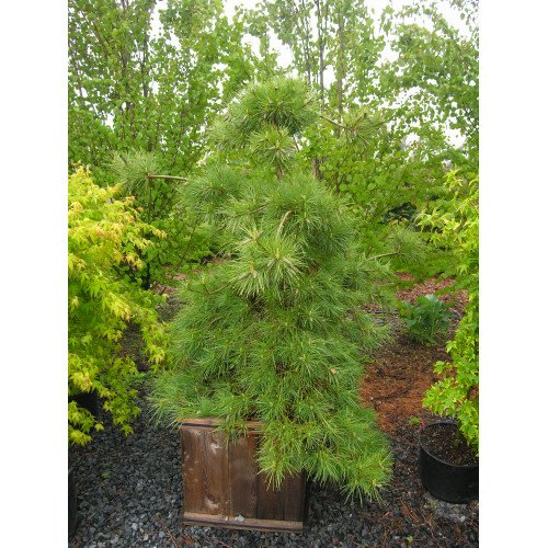 Продам саджанець сосни Niagara Falls, горщик С2, продам сосну Ніагара Фолс