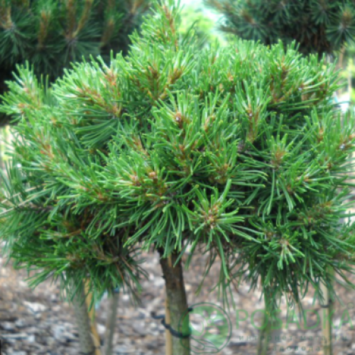 Продам саджанець сосни Horni Hazle, висота 50 см, продам сосну Хорні Хезл