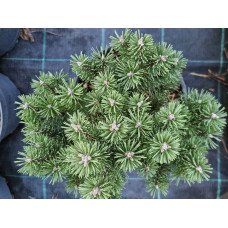 Продам саджанець сосни Kratus, горщик С5, продам сосну Кратус