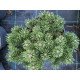 Продам саджанець сосни Kratus, горщик С5, продам сосну Кратус