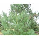 Продам саджанці сосна білої китайської, касета 35 шт, продам саджанці сосни кедрової Арманда