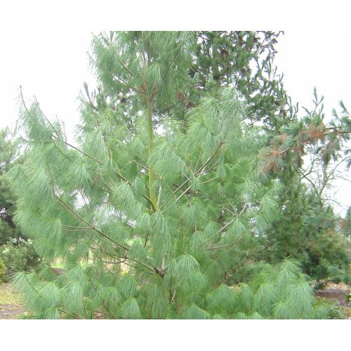 Продам саджанці сосна білої китайської, касета 35 шт, продам саджанці сосни кедрової Арманда