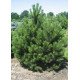 Продам саджанець сосни чорної WB, відьміна метла, висота 30 см