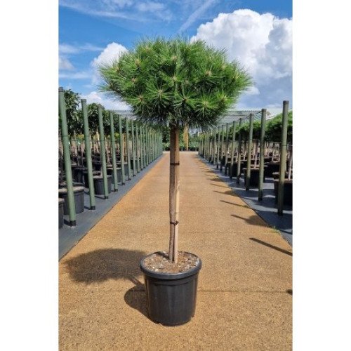 Продам саджанець сосни чорної Brepo Pierrick Bregeon, висота 40 см, продам соснуу Брепо