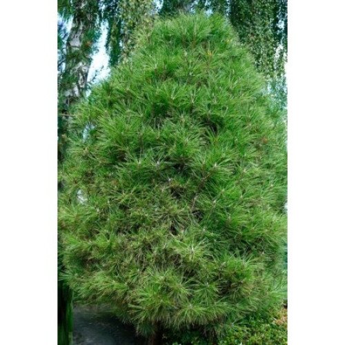 Сосна Спілберг продам саджанець, висота 25-30 см, сосна чорна Spielberg