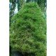 Сосна Спілберг продам саджанець, висота 25-30 см, сосна чорна Spielberg
