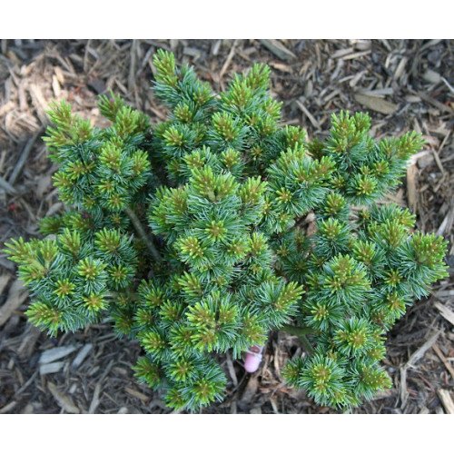 Продам саджанець сосни Regenhold Broom, горщик С2, продам сосну Регенхолд Брум