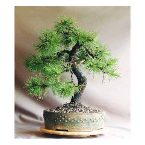 Продам саджанець сосни гачкуватої, висота 25-30 см, відьміна мітла