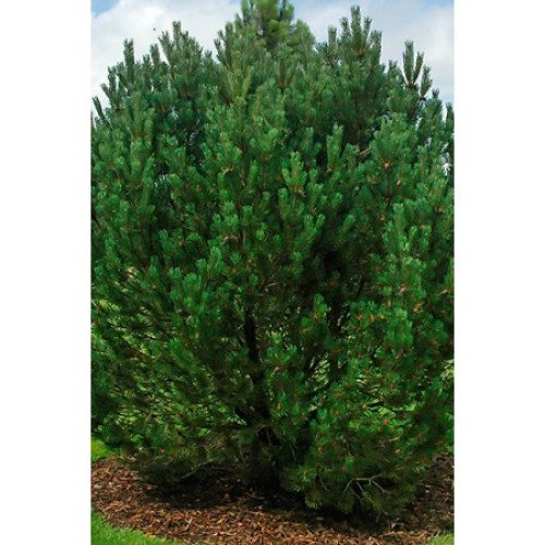 Продам сосну гірську, висота саджанця 30 см, продам сосну mugo