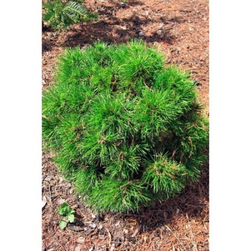 Продам саджанець сосни Варелла, висота 45-50 см, продам сосну Varella