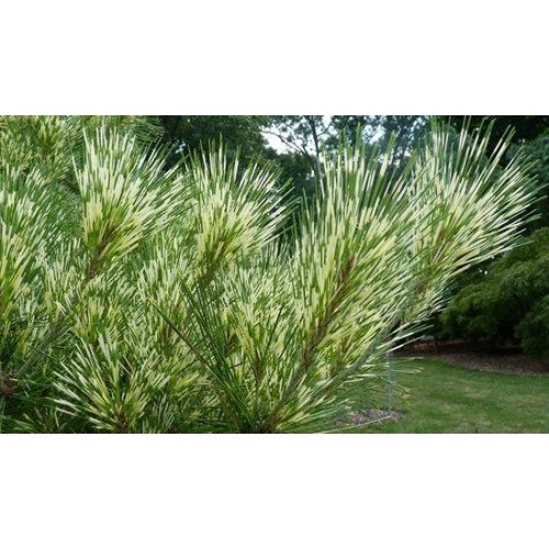 Продам сосну Окулус Драконіс, висота 20-25 см, продам саджанець сосни Oculus Draconis