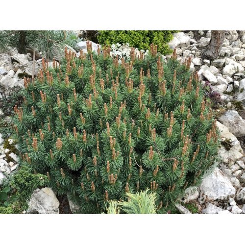 Продам саджанець сосни Bozi Dar, горщик С5, продам сосну Божий Дар